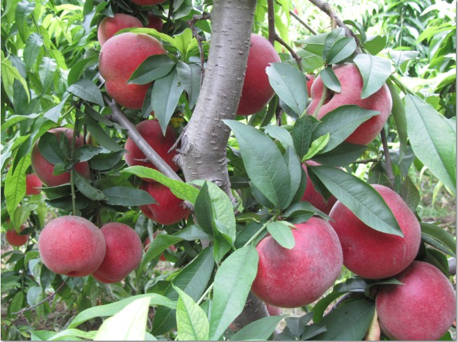 【看這里】雙紅蟠桃樹苗 雙紅蟠桃樹苗供應 雙紅蟠桃樹苗價格