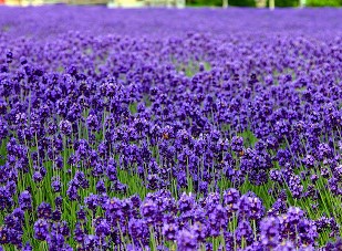 【精花提供！】羽扁豆種植基地【青州委陵菜批發(fā)】世紀(jì)紅雞冠花供應(yīng)