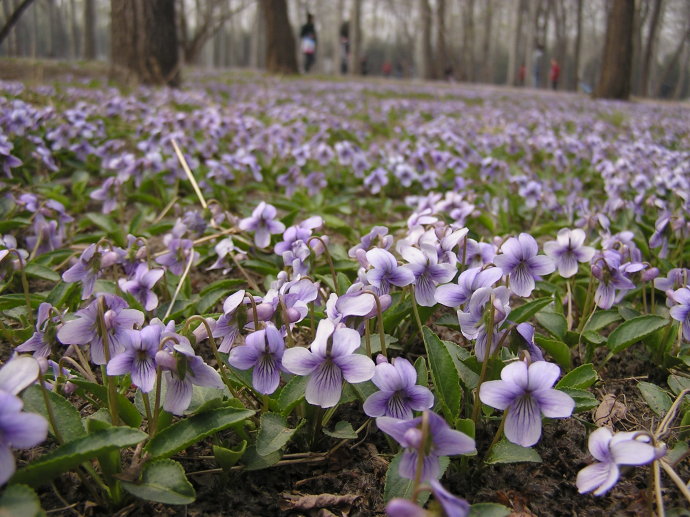 紫花地丁基地\天人菊批發(fā)\青州薰衣草價格\蜀葵的價格