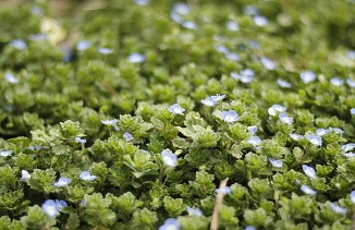 丶-三七景天供應||青州蛇莓批發(fā)||青州秋紫白蠟||皇帝菊銷量