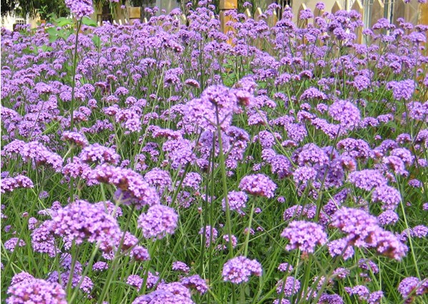 山東馬鞭草/青州委陵菜批發(fā)/小麗草價格/山東燕尾批發(fā)-傾情供應(yīng)