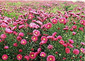 【get好苗兒！】青州衛(wèi)矛價(jià)格【美國(guó)紅楓種植基地】1米左右叢生木槿