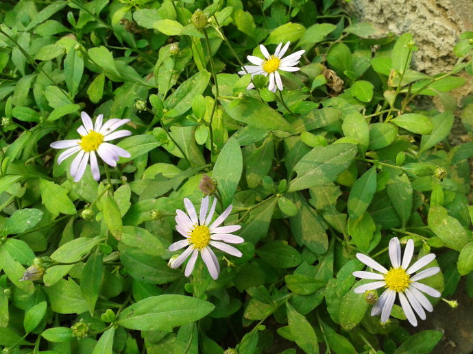 【香草吧噗！】山東馬蘭批發(fā) 山東金邊過路黃 婆婆納種植基地