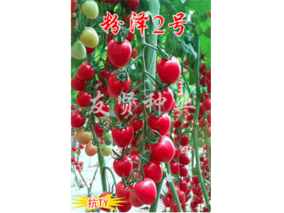 優(yōu)質(zhì)的抗TY櫻桃番茄種子 濰坊粉澤2號(hào)櫻桃番茄種子批發(fā)