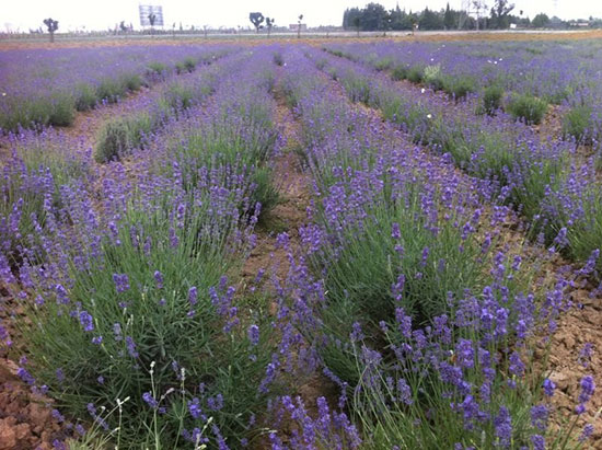 【大家都說好】地被菊價格%地被菊批發%地被菊種植基地--志合