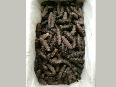 劃算的即食鮮海參濟南供應 江蘇即食鮮海參