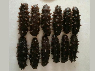 熱銷即食鮮海參【推薦】——即食鮮海參市場