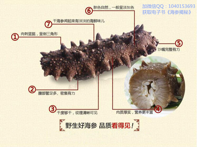 海参能冷冻吗