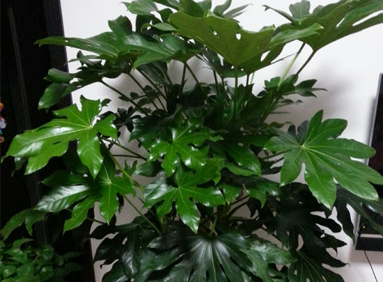 孝感綠植租賃-武漢茉莉花卉園藝