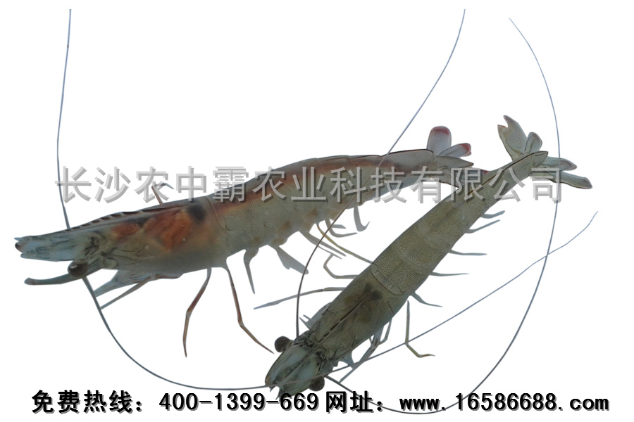 四川基围虾养殖技术基地 虾霸9号南美白对虾虾苗对虾种苗 全国批发