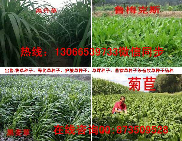 鵝{za}吃的牧草| 山東裕華種業公司