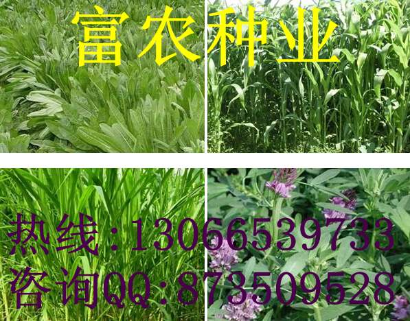 喂羊的牧草