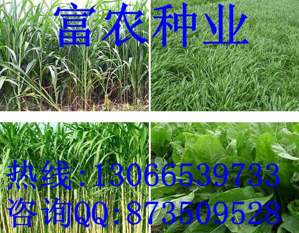 養鵝種什么草{zh0}| 山東裕華種業公司