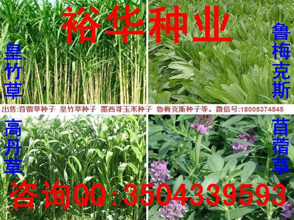 黑麥草種子
