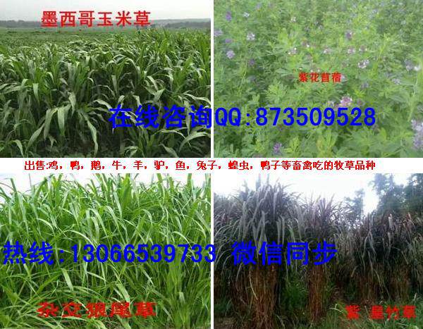 養鵝種植什么牧草| 山東裕華種業公司