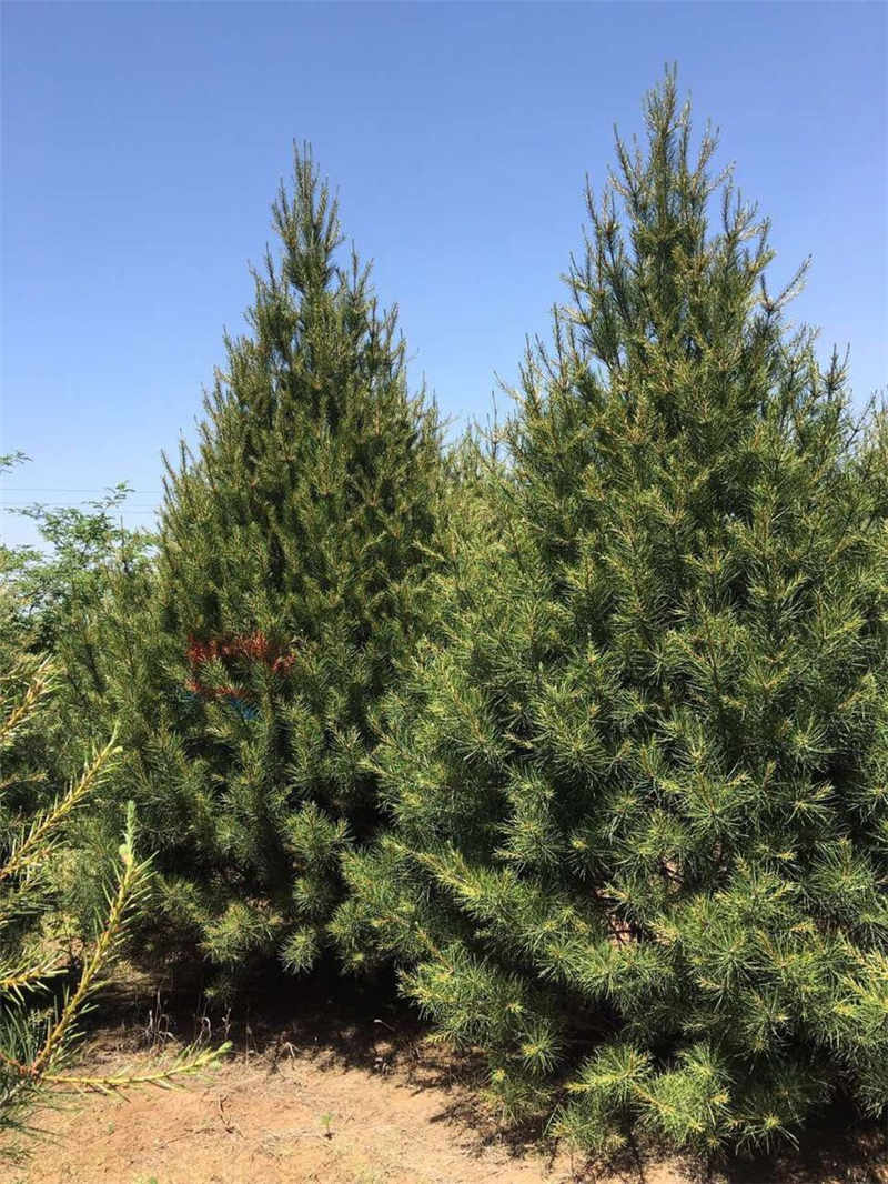 苗木種植中心專業供應華山松