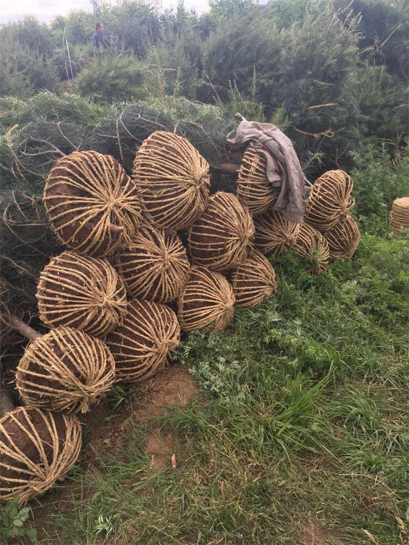 苗木種植中心專業(yè)供應(yīng)華山松