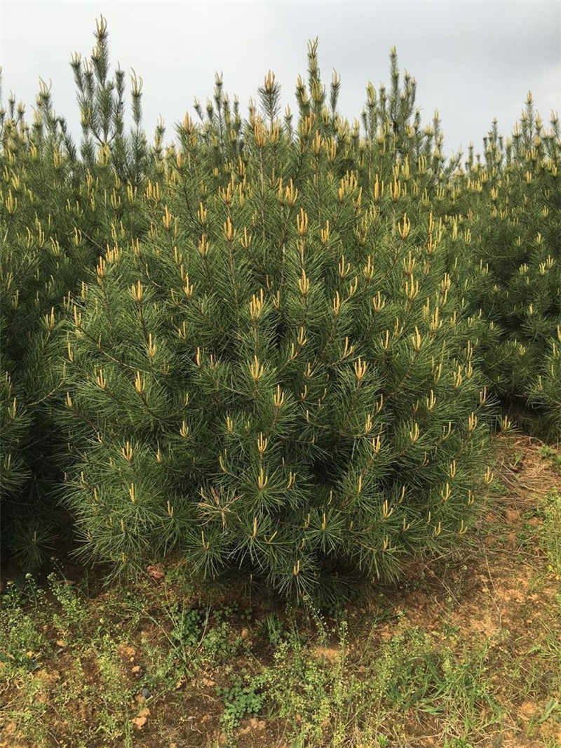 华山松价格多少钱_哪里能买到划算的华山松