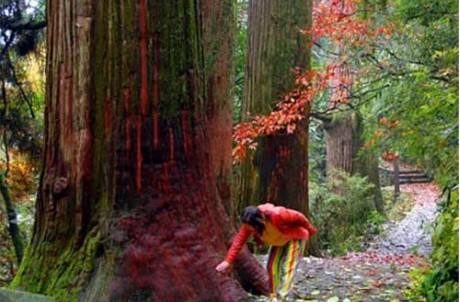 上海戶外交流群-天目山觀大樹王國+漂流+蝴蝶谷溯溪一起嗨