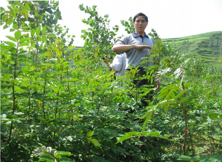 甘肅韓城獅子頭花椒苗價格_供應商