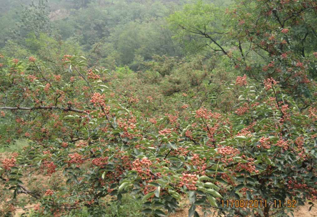 甘肅韓城大紅袍花椒哪家便宜_批發(fā)價格