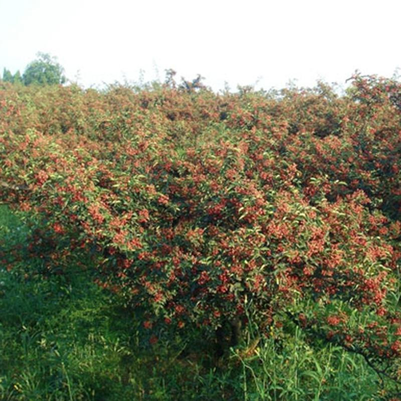 銅川韓城獅子頭花椒苗批發(fā)_廠家