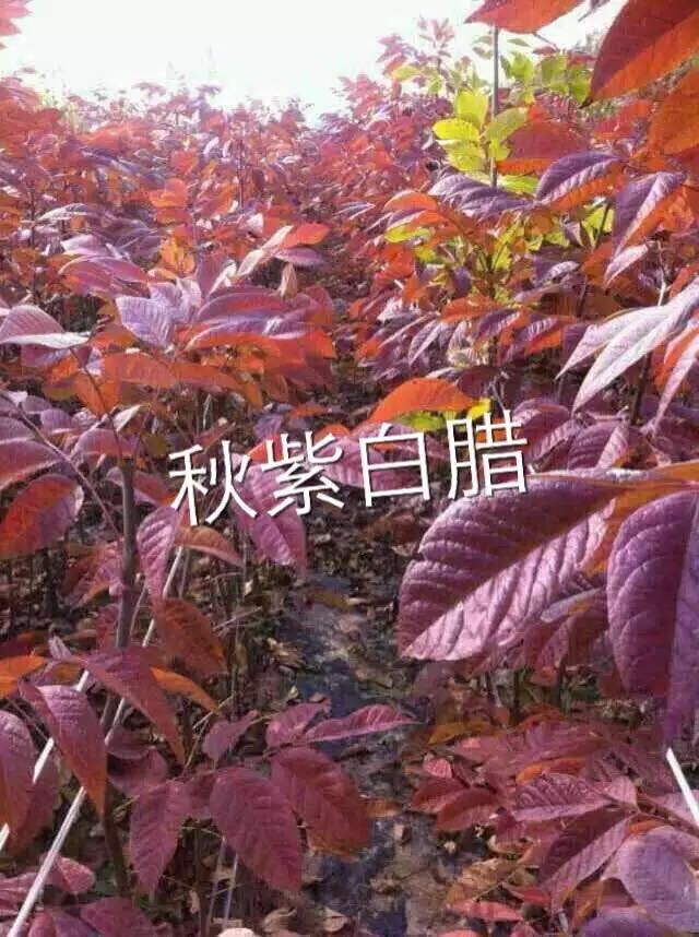 【看好你“三彩”】秋紫白蠟基地【】秋紫白蠟價(jià)格【】秋紫白蠟批發(fā)