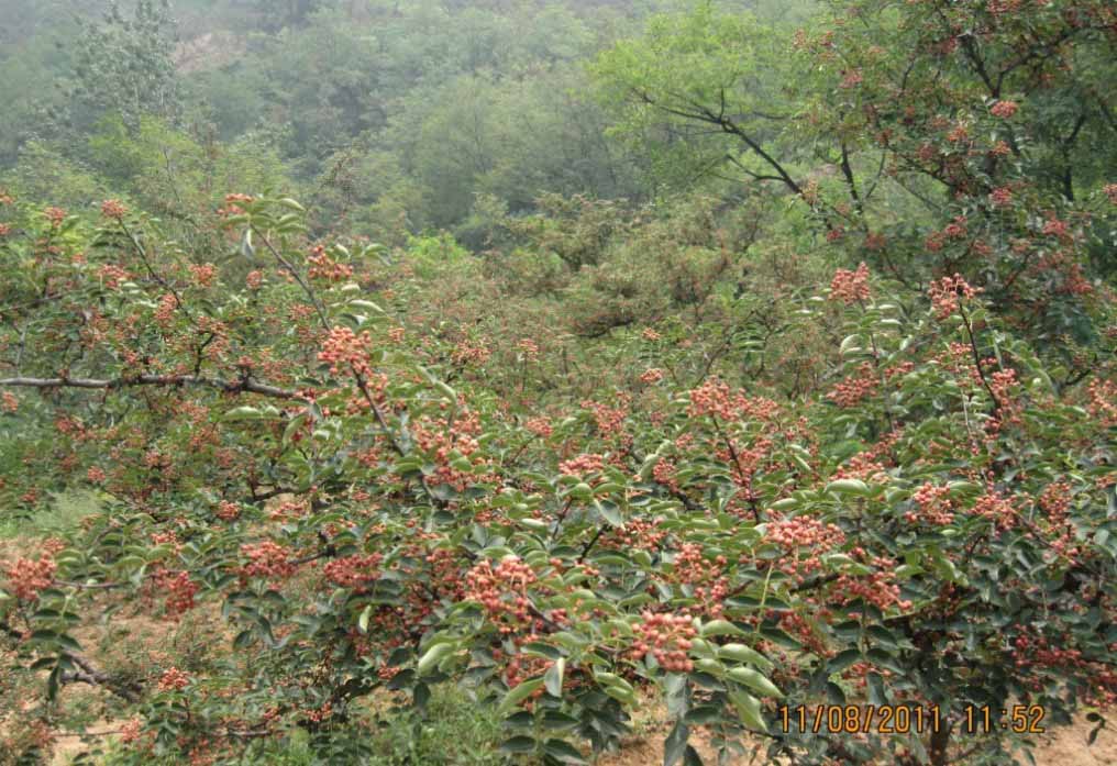 銅川韓城大紅袍花椒苗廠家_哪家便宜