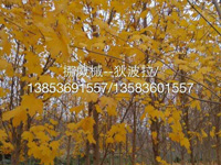 供應(yīng)青州紅楓挪威槭 成活率高 