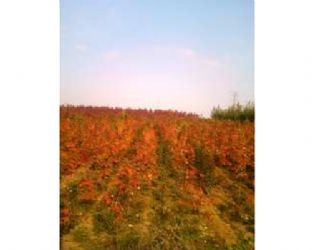 供應(yīng)青州紅楓挪威槭 成活率高 