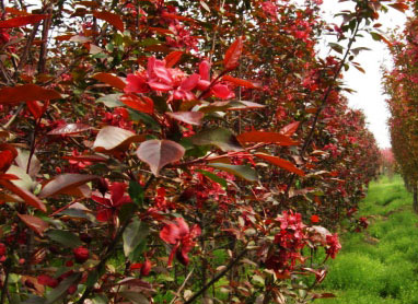 莱芜海棠苗木基地/莱芜海棠价格