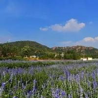 泰安旅游攻略/肥城芳草地