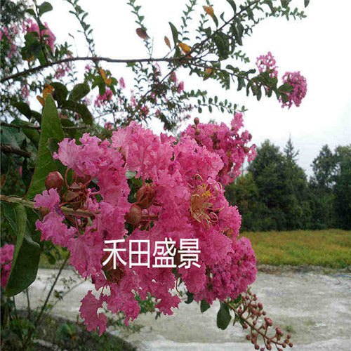 成都杜鵑花