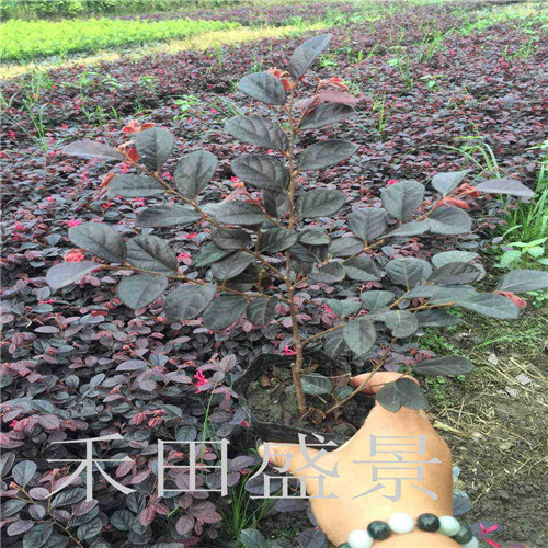 成都紅花繼木