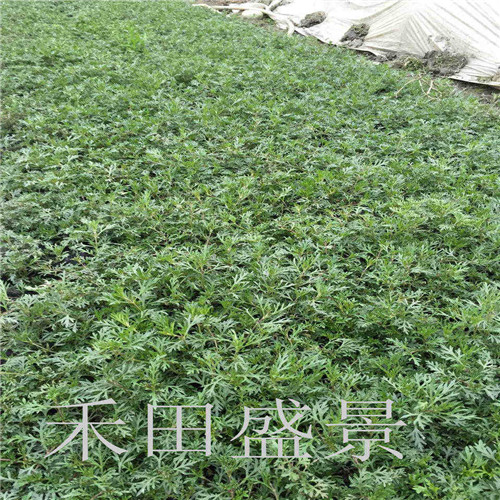 成都苗木