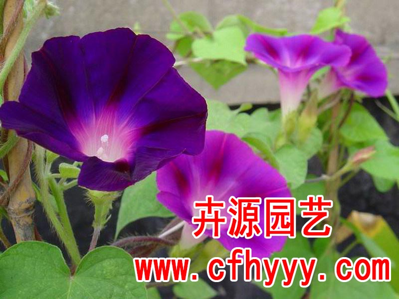 硫華菊種子怎么種植,廠家【卉源園藝】