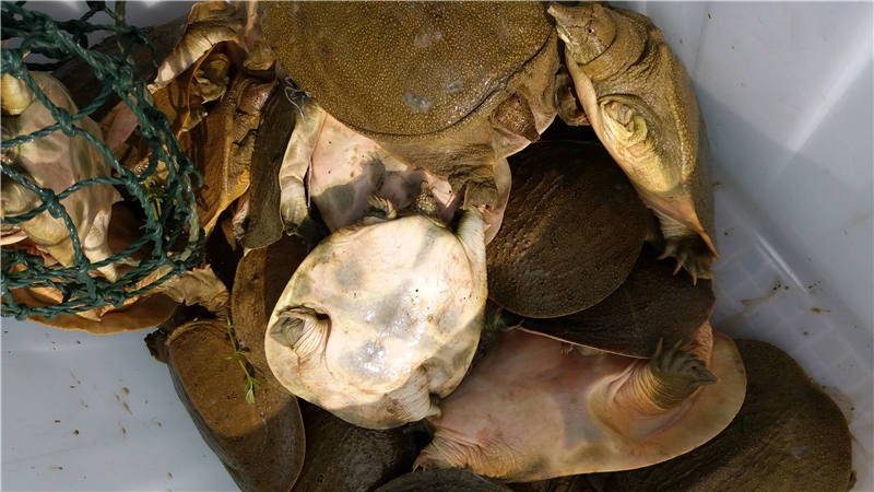 甲魚