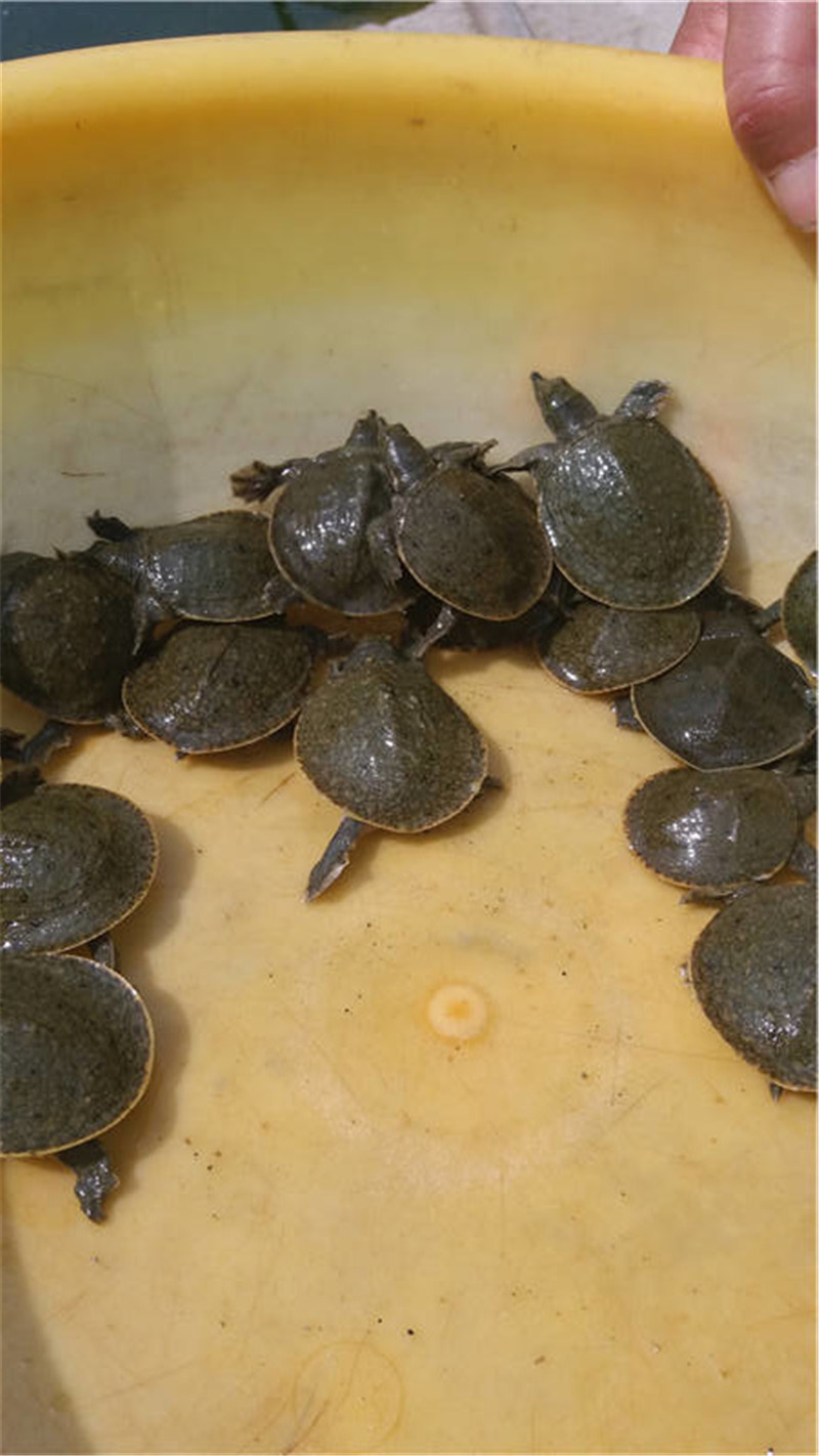 成活率高的甲魚，專業的甲魚供應商就在信陽