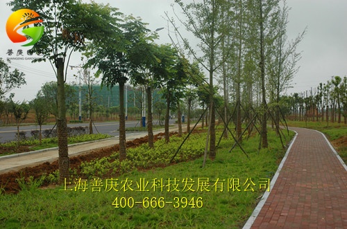 實力強的市政綠化工程善庚農業提供，尋找市政綠化工程