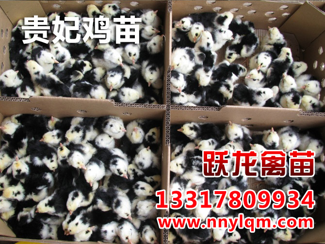 貴州珍珠雞苗多少錢，哪里能買到優質珍珠雞苗